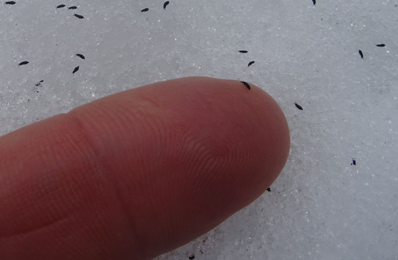 a migliaia sulla neve.....piccolissimi: Collembola Hypogastruridae : Hypogastrura sp.